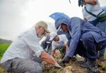 Propeep contribuye a la recuperación del rio Ozama; con la siembra de manglares rojos